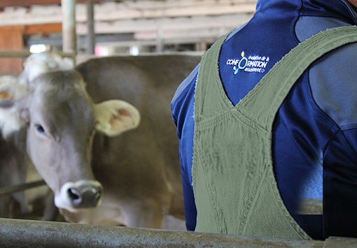 Brown Swiss Cow and Classifier