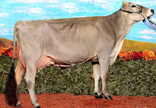 Brown Swiss Calf Girl and Brown Swiss Claf